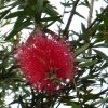 Flora y Fauna